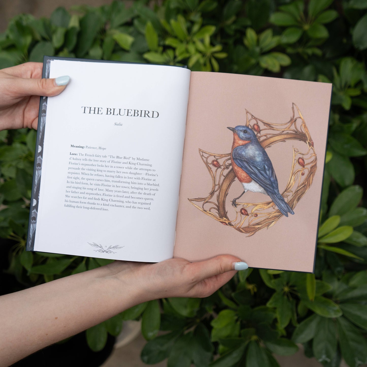 Ornithography by Jessica Roux