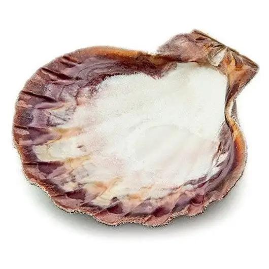 Natural lion’s paw shell with brown and white tones, used as a smudge stick or jewelry holder