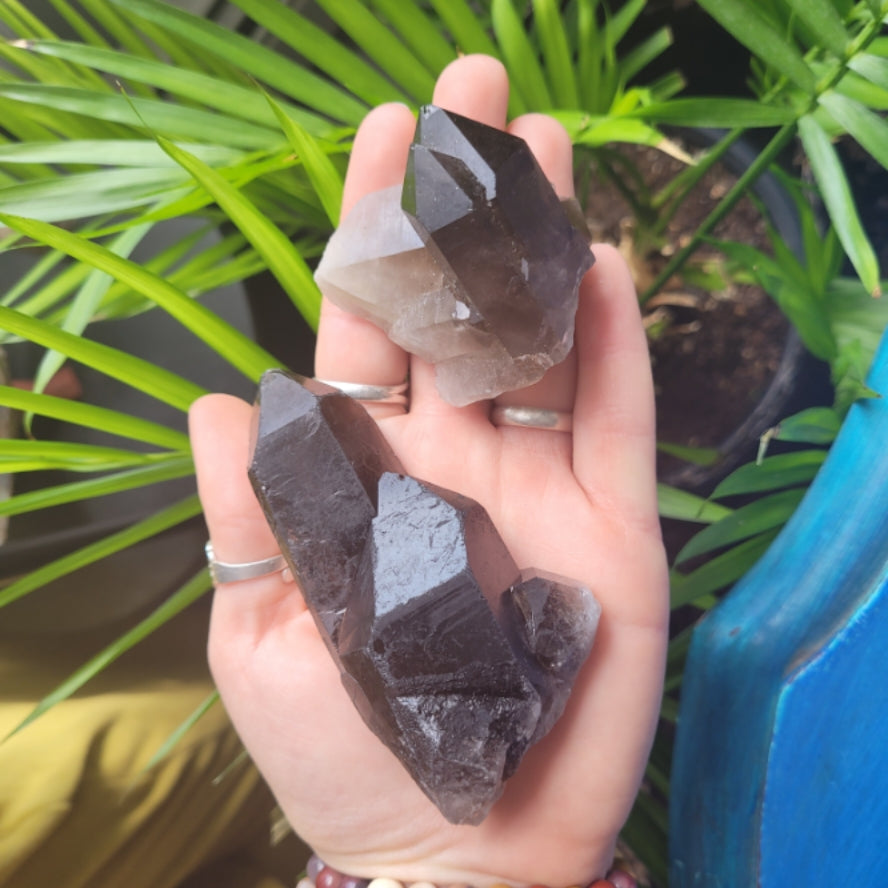 Hand holding two smokey quartz raw cluster crystals with green plants in background