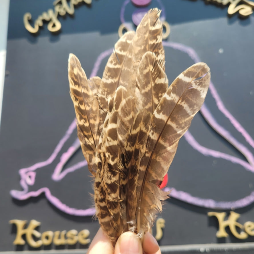 Pheasant Feathers