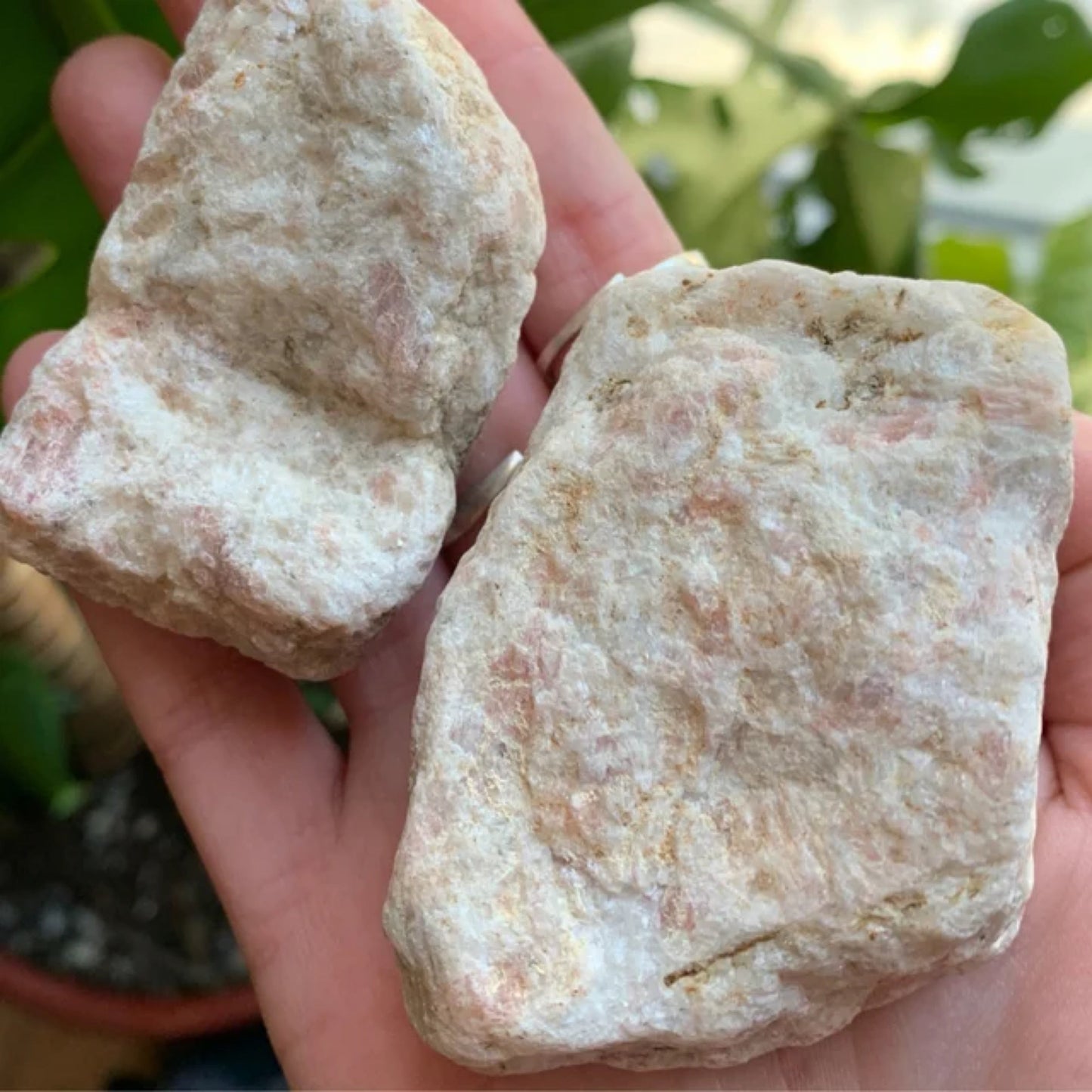 Hand holding two raw sunstone crystals with natural rough texture and pale peach hues against a blurred green plant background