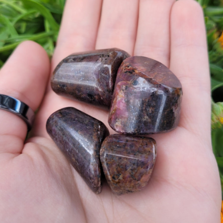 Hand holding polished Star Ruby Tumbles showing deep red hues and natural asterism effect against green foliage background