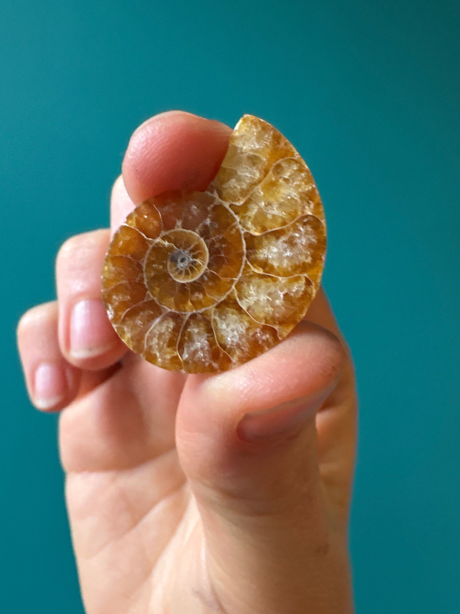 Hand holding a polished fossilized ammonite shell showing intricate spiral patterns against a teal background