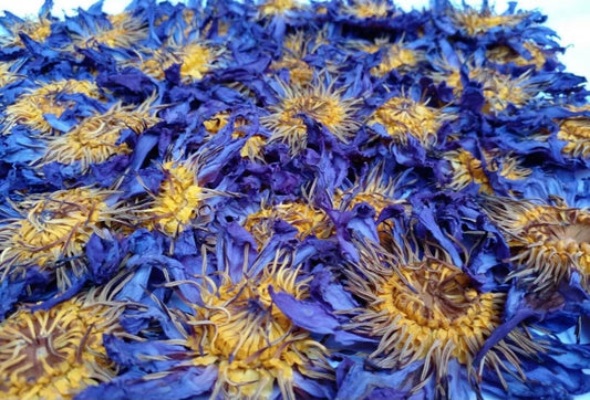 Bulk wholesale organic Blue Lotus whole dried flowers with vibrant blue petals and yellow centers