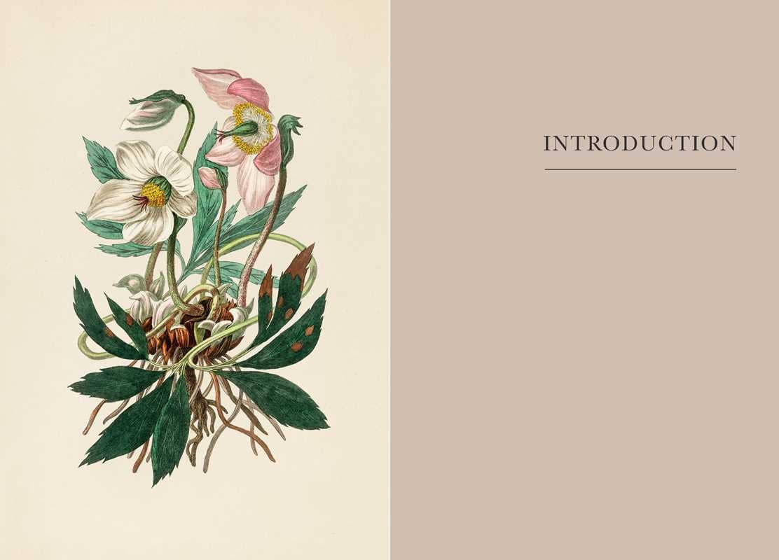 A Practical Guide to Magic in Nature by Jessica Lahoud