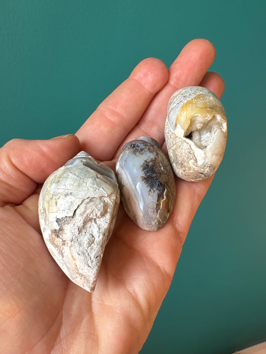 Hand holding three fossilized shells with natural textures and colors against a teal background