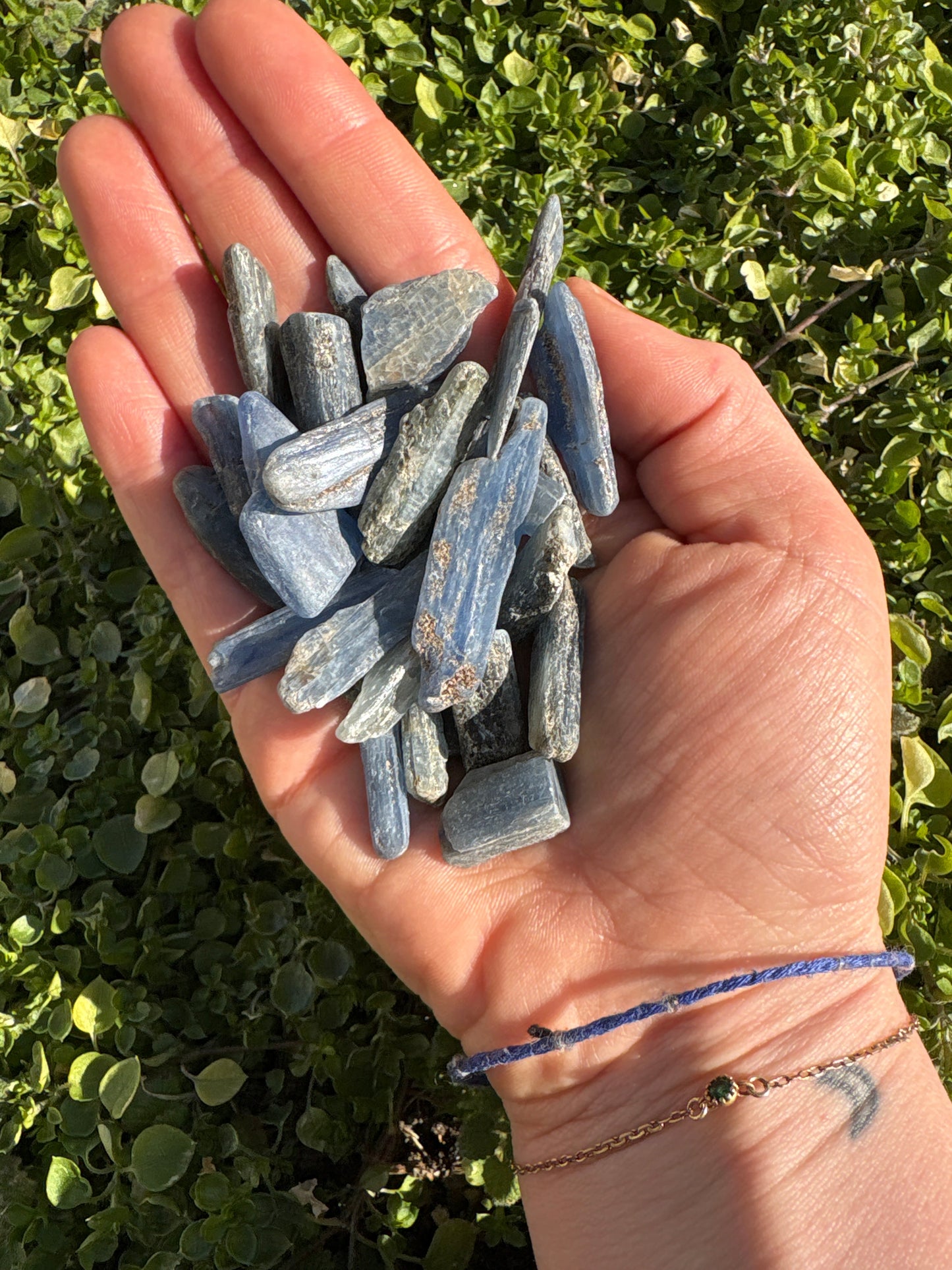 Hand holding multiple raw blue kyanite stones over green leaves background