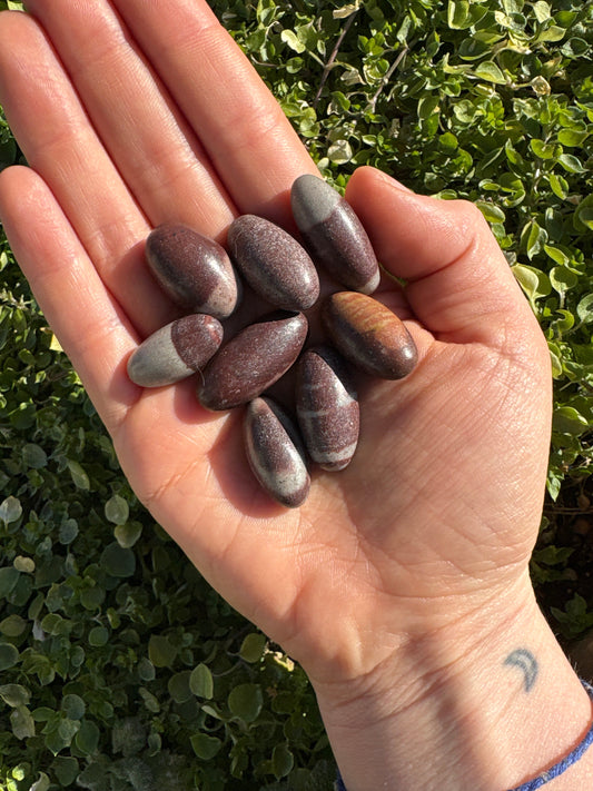 Hand holding polished Shiva Lingham stones with green foliage background