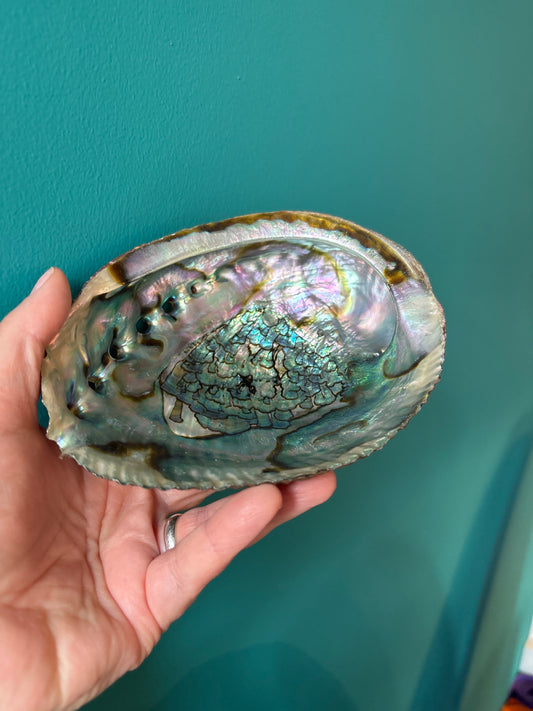 Abalone Shell 6-7 inch with iridescent colors held in hand against teal background