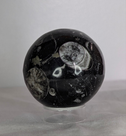 Orthoceras Sphere