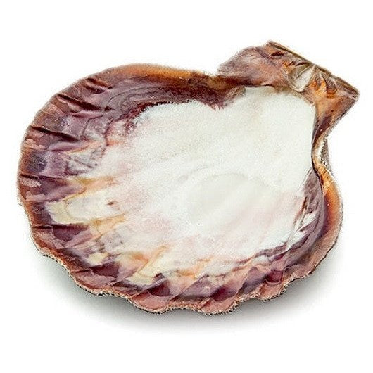 Natural lion’s paw shell with brown and white tones, used as a smudge stick or jewelry holder