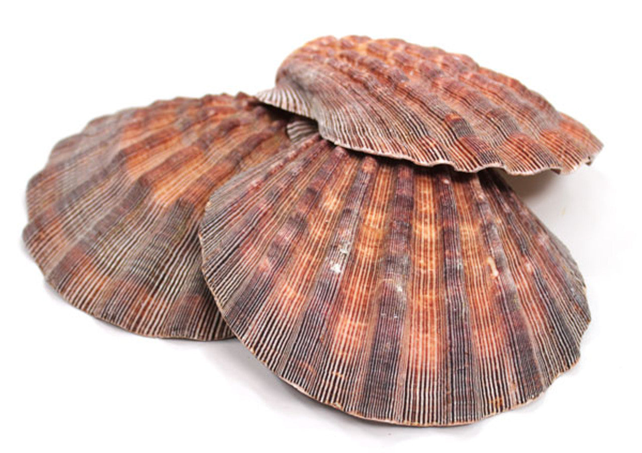 Lion’s Paw Shell
