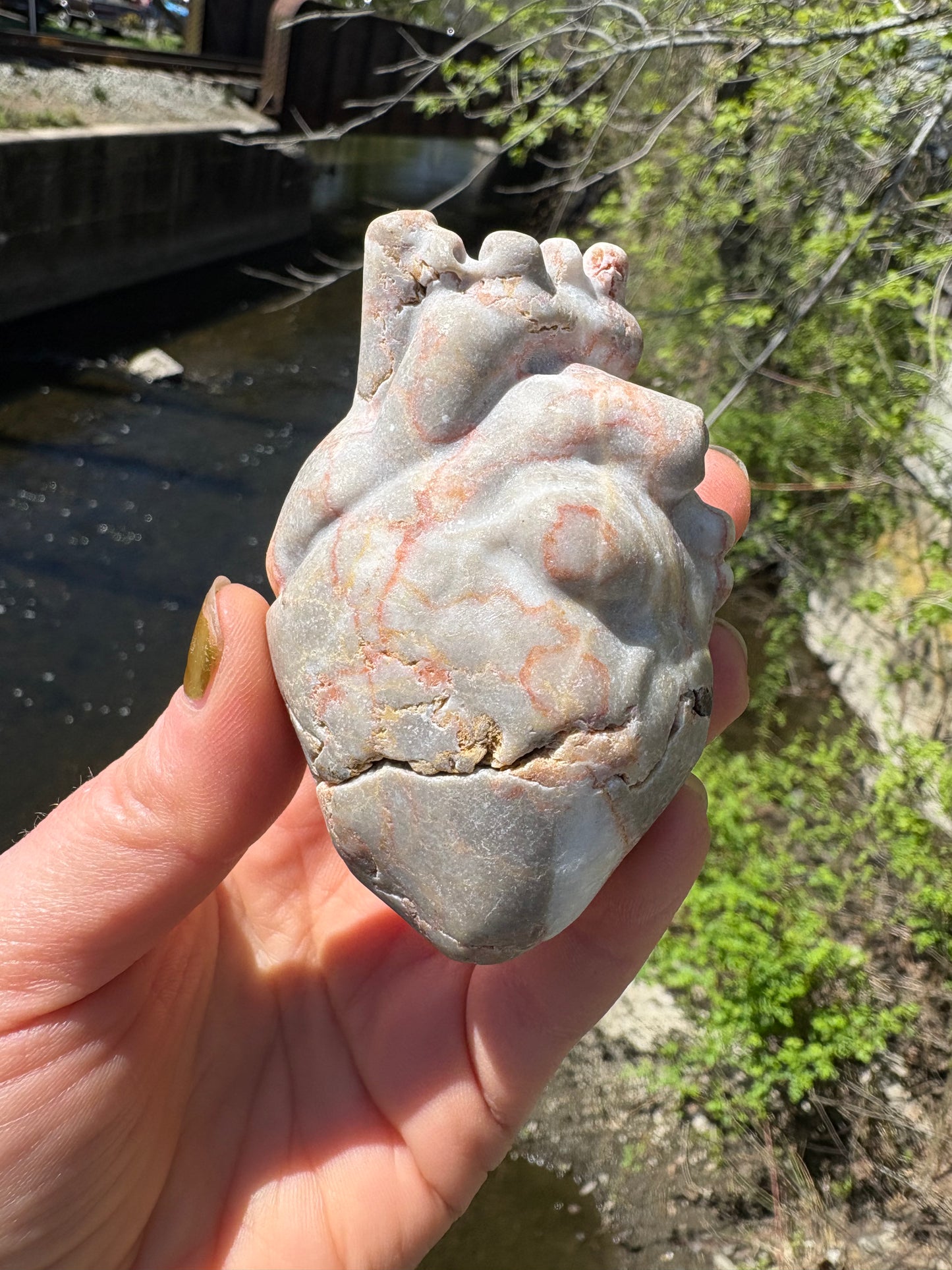 Anatomical Heart