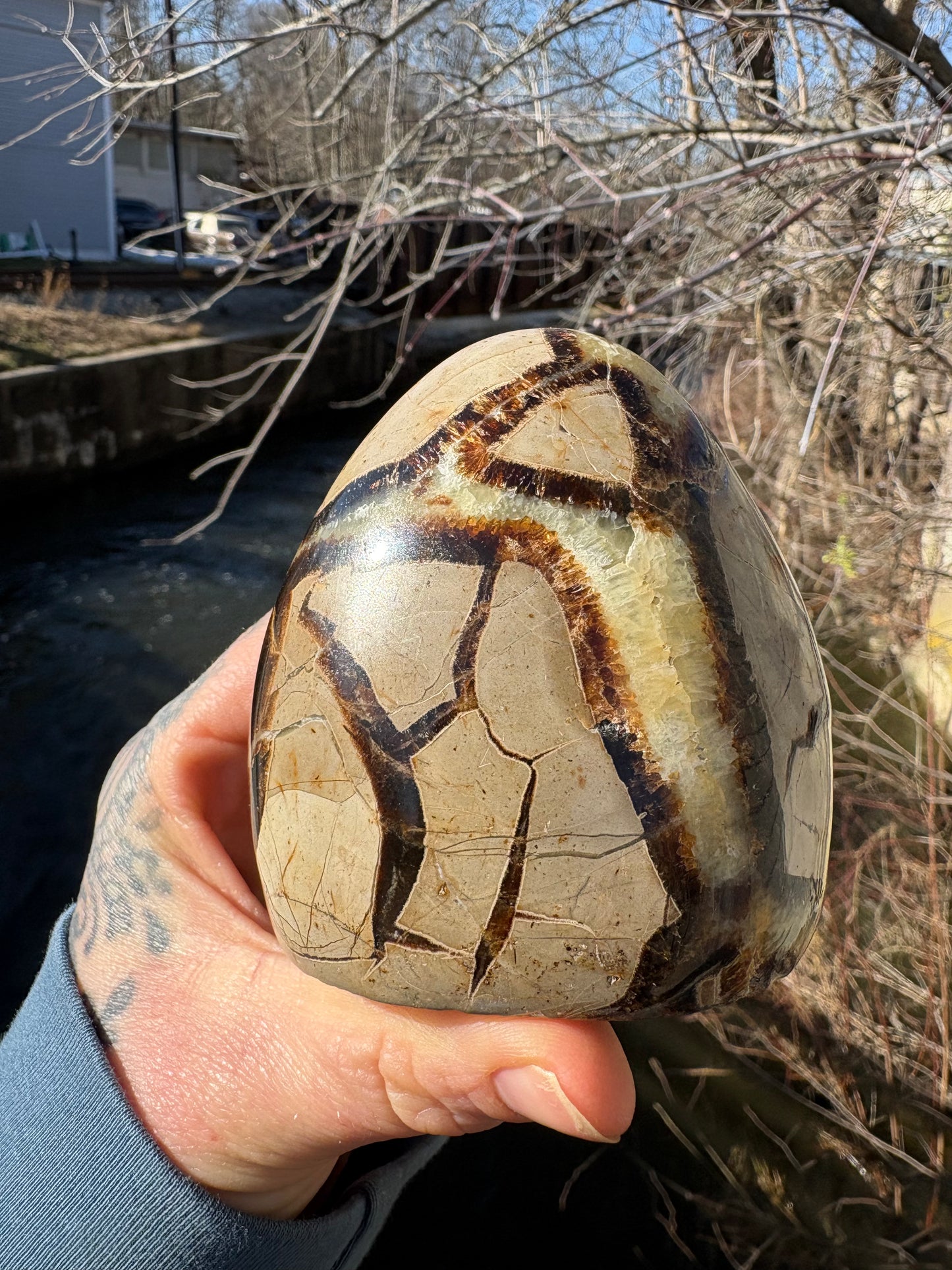 Septarian Freeform