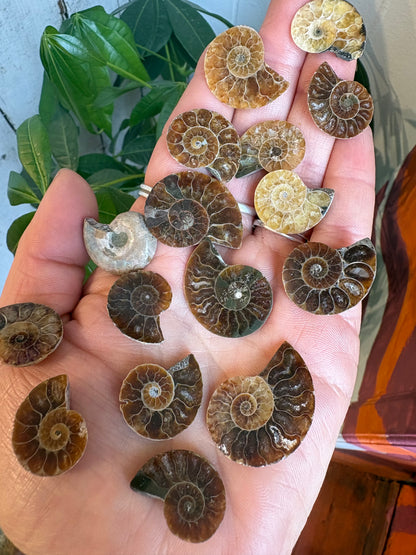 Ammonite Fossil