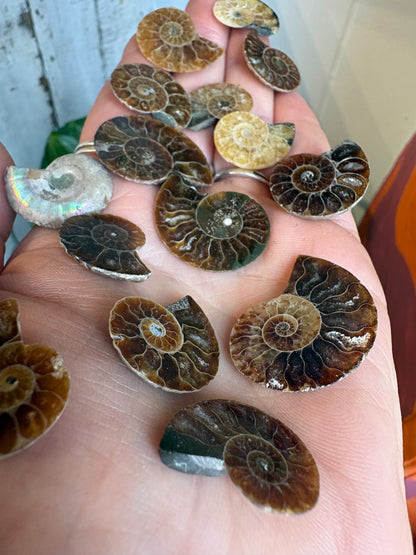 Ammonite Fossil