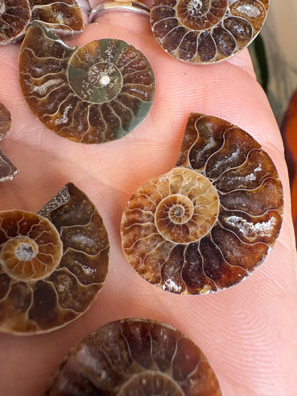 Ammonite Fossil