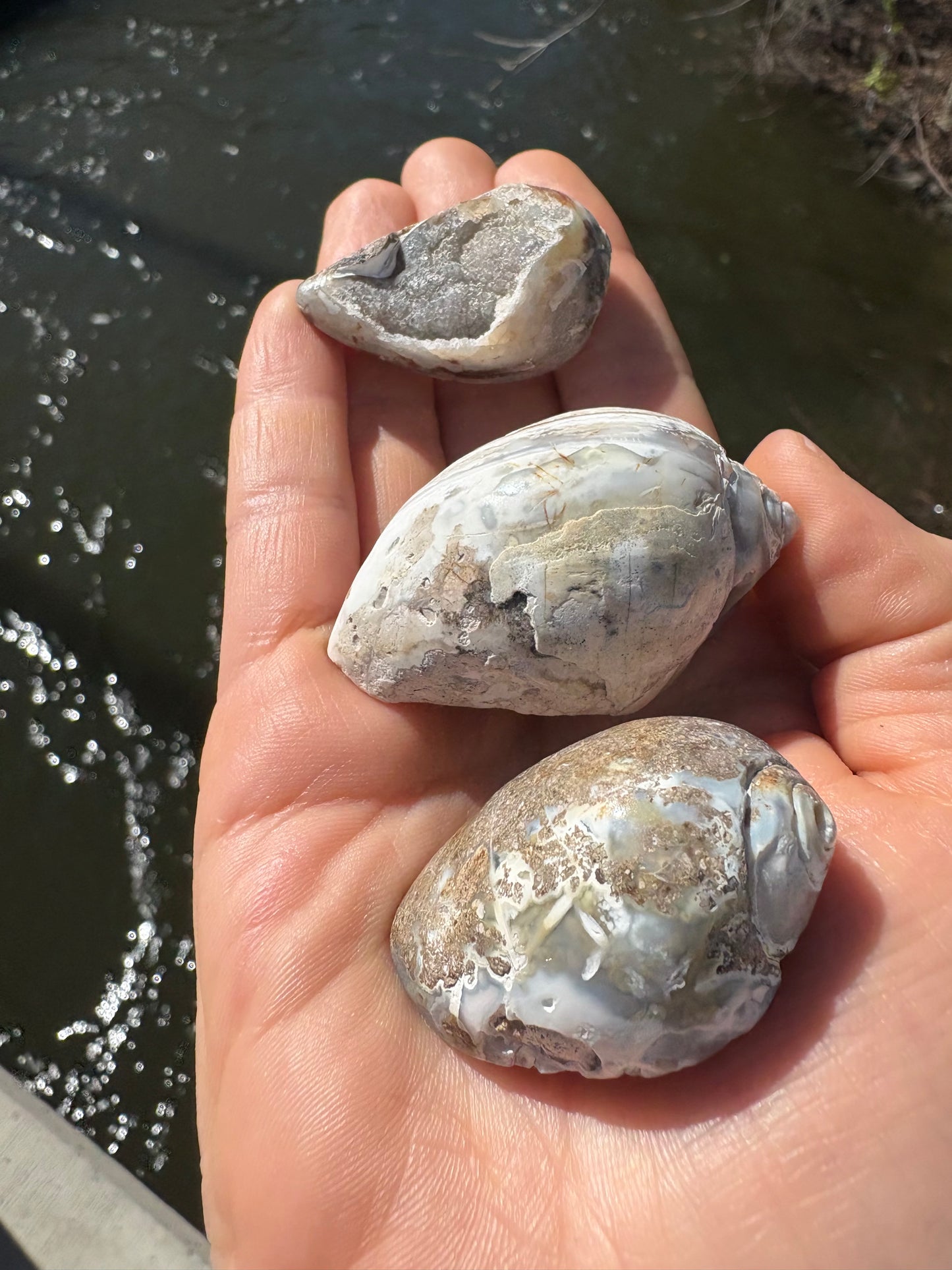 Fossilized Seashell
