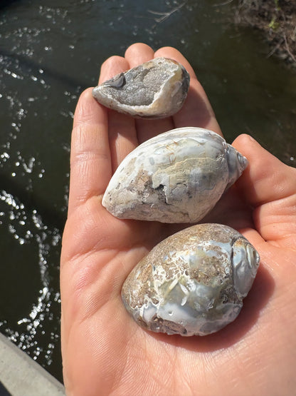 Fossilized Seashell