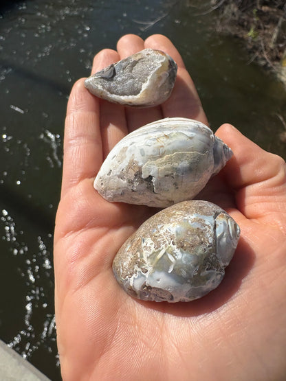 Fossilized Seashell