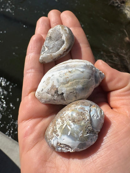 Fossilized Seashell