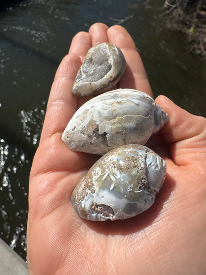 Fossilized Seashell