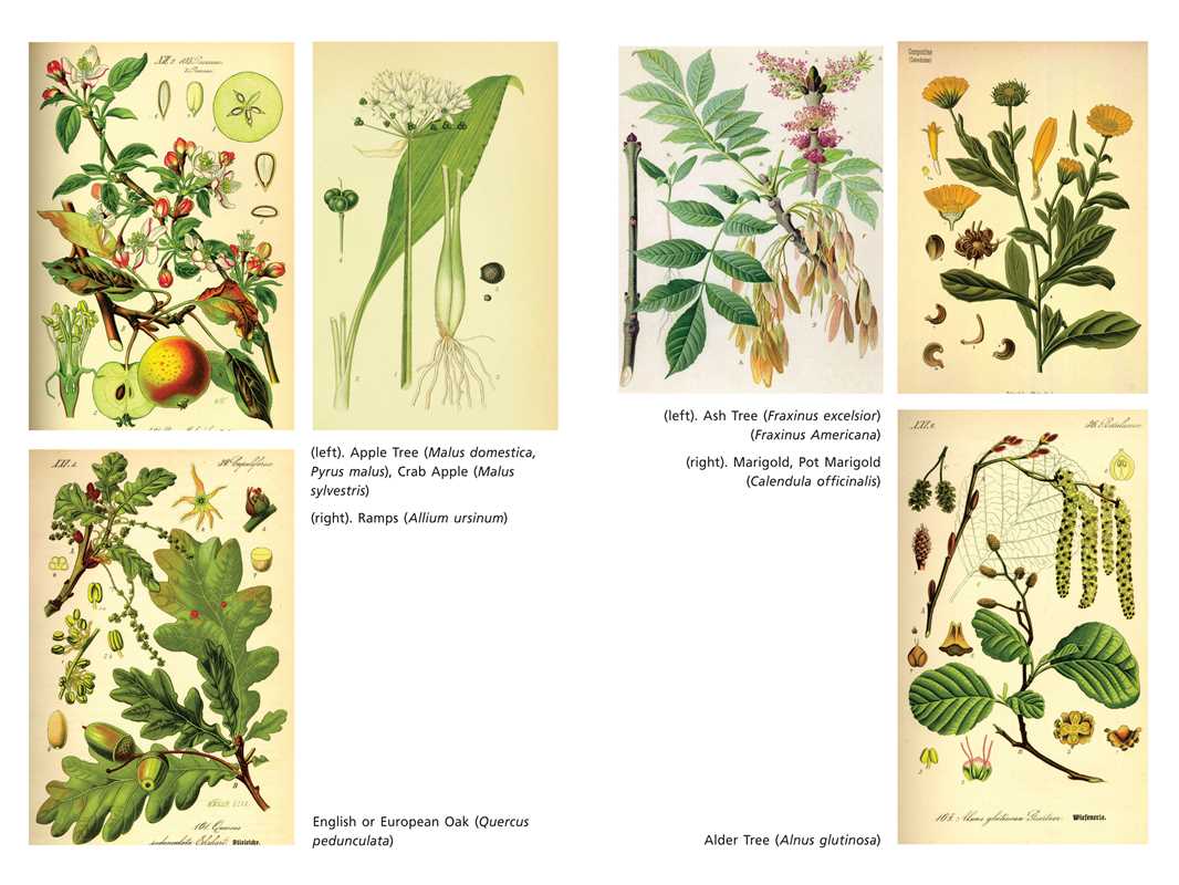 Sacred Herbs of Spring by Ellen Evert Hopman