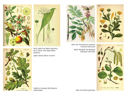 Sacred Herbs of Spring by Ellen Evert Hopman