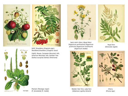Sacred Herbs of Spring by Ellen Evert Hopman
