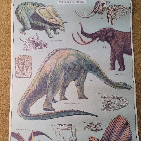 Dinosaur poster featuring illustrations of various dinosaurs and prehistoric creatures with skeletal sketches