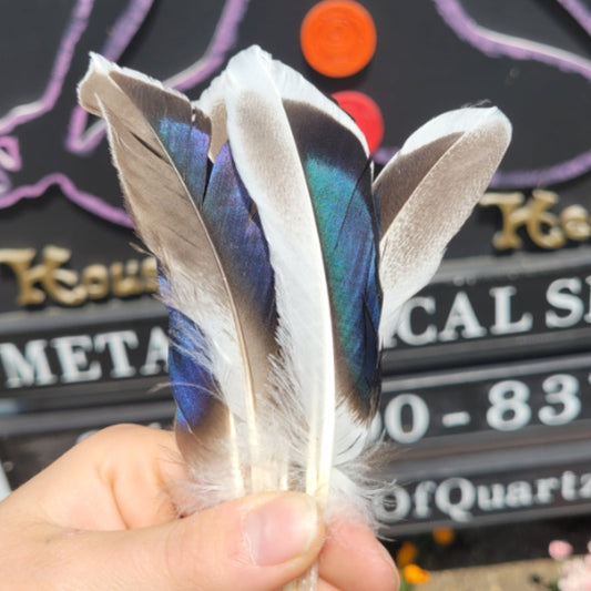 Hand holding a variety of colorful duck feathers with iridescent blue and white patterns against a blurred sign background.