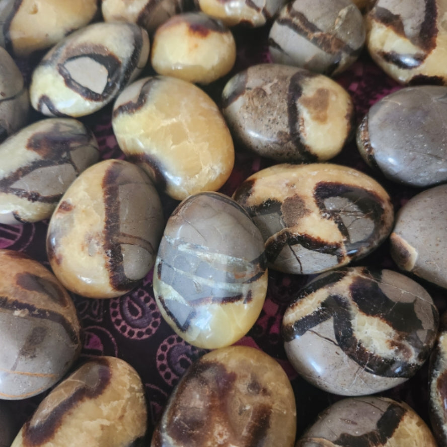 *Septarian Palm Stone