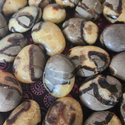 *Septarian Palm Stone