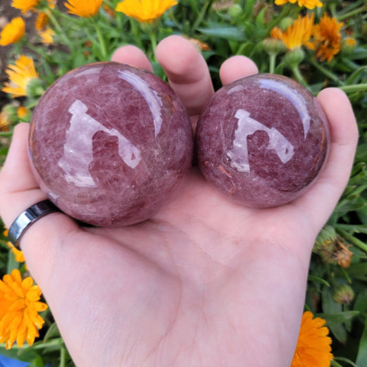 Hand holding two polished strawberry quartz spheres with orange flowers in background
