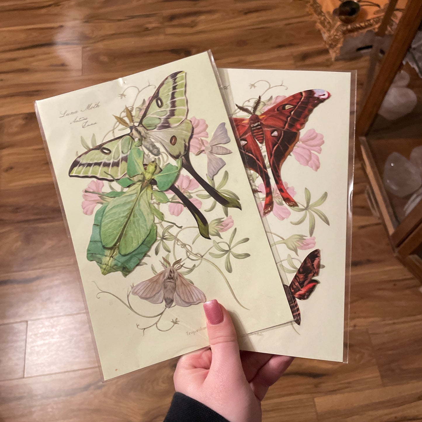 Assorted ButterflyMoth craft paper with vintage butterfly and moth illustrations on floral background held in hand