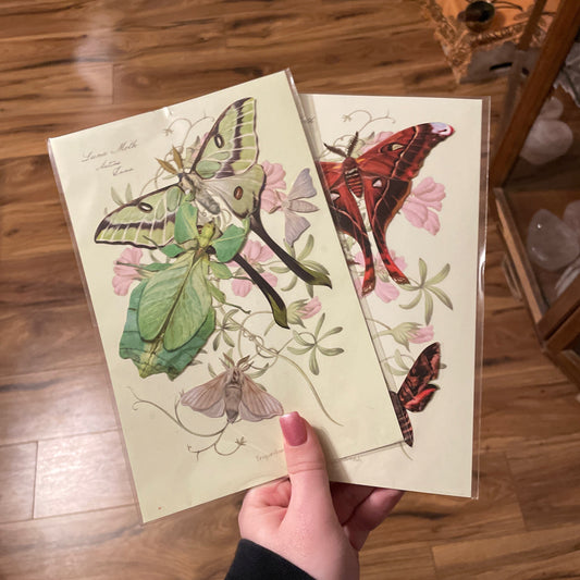 Assorted ButterflyMoth craft paper with vintage butterfly and moth illustrations on floral background held in hand