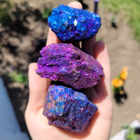 Hand holding three raw Peacock Ore stones in vibrant blue and purple colors outdoors