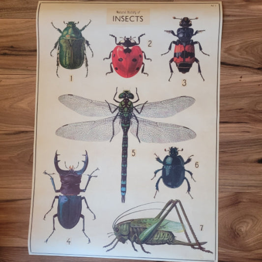 Vintage insects poster showing detailed illustrations of seven different insect species on wooden floor background