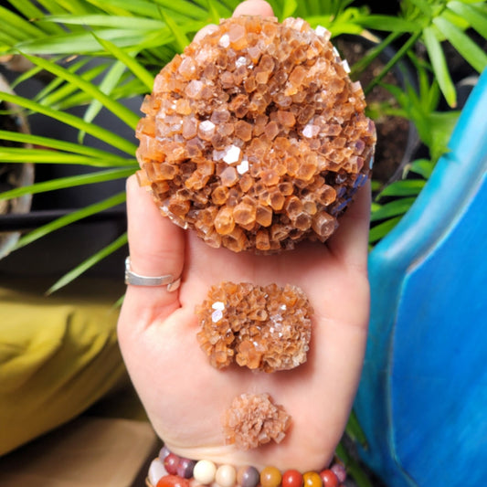Hand holding three orange-brown aragonite cluster crystals of varying sizes with green plant and blue chair background
